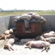 Grippe porcine : primes aux multinationales de l’épidémie!