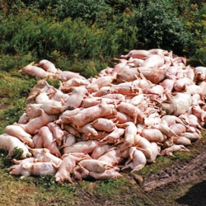 cadavres-de-porcs