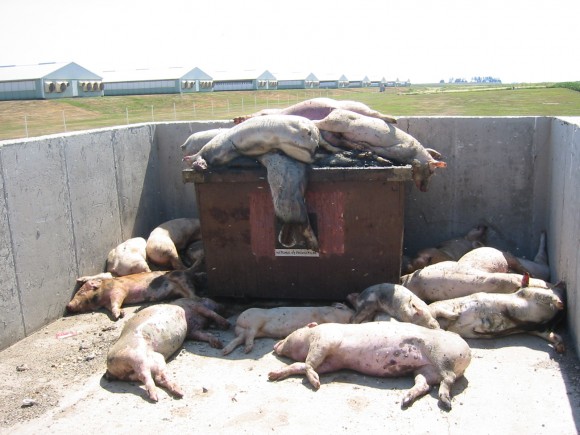 lots-of-dead-pigsjpg lots-of-dead-pigsjpg